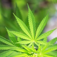 Partner Tom Haren Quoted in News 5 Cleveland Story about the Impact of the Election on Marijuana Laws Thumbnail