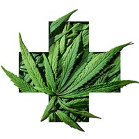 North Carolina Medical Marijuana Bill Advances Through State Senate, Moves to the House of Representatives for Consideration Thumbnail